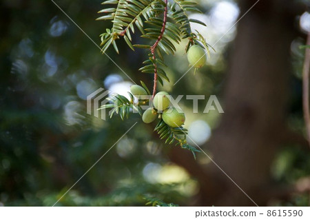 卡亞水果 8615590