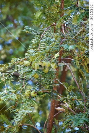 卡亞水果 8615592