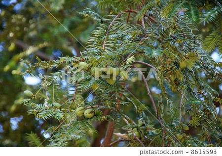 卡亞水果 8615593