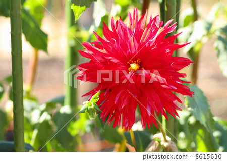 Dahlia flower 8615630
