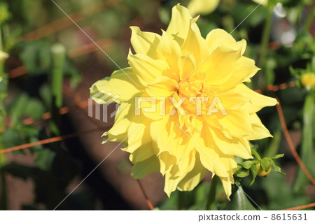 大麗花花 大麗花花 8615631