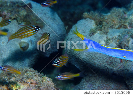 Hana甲蟲的捕食 8615696