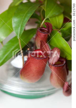 Ugubon Kuzura Ugubon Kuzura 8615700