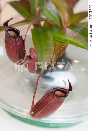 Ugubon Kuzura Ugubon Kuzura 8615702