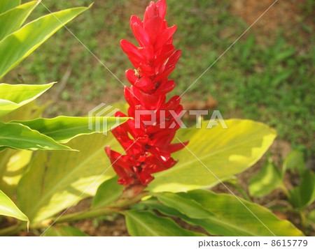 Red Ginger Pulau Penang / Malaysia 8615779