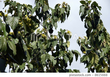 Kanrenboku Trees and Fruits 8615888