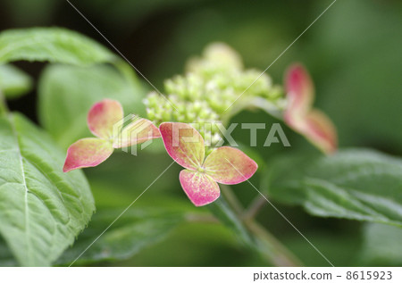 Yamah繡球花“Crenay” 8615923