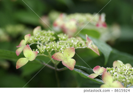 Yamah繡球花“Crenay” 8615924