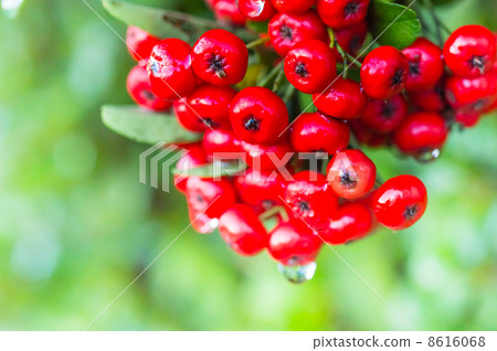 Bright red pilacanca Bright red pilacanca 8616068