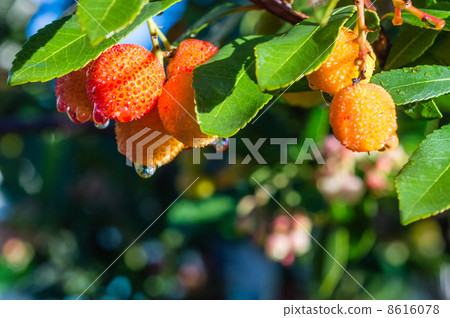 草莓樹 8616078