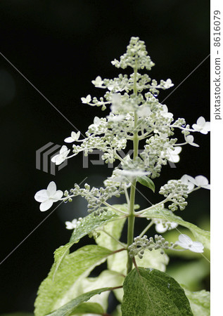 Nori Tsugi“雪妝” 8616079