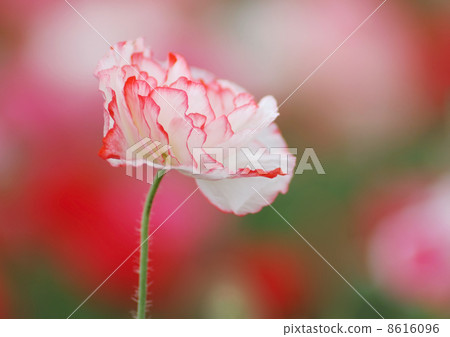 Red and white poppy_ one wheel Red and white poppy_ one wheel 8616096