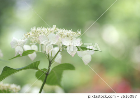 桃花山祖吉 桃花山祖吉 8616097