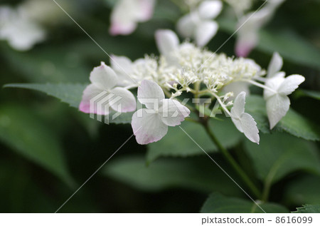 桃花山祖吉 8616099