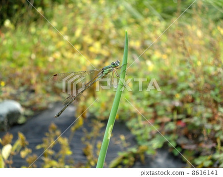 Affiliation Affiliation 8616141