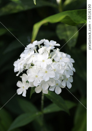 Flows Flower Flows Flower 8616190