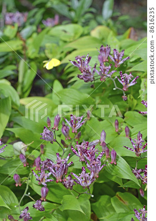 Hototogisu（Dusko Grass） 8616235