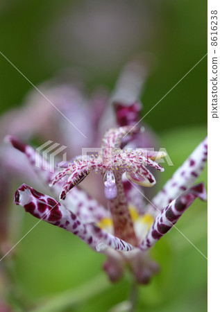 Hototogisu (Dusko Grass) Hototogisu (Dusko Grass) 8616238