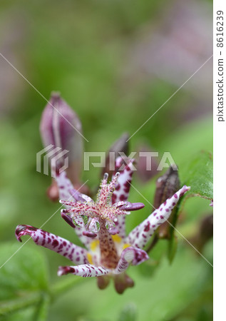 Hototogisu (Dusko Grass) Hototogisu (Dusko Grass) 8616239