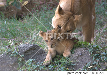 獅子 獅子 8616270