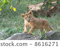 lion lion 8616271