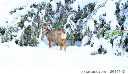 Deer in winter 8616342