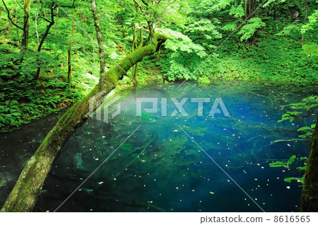 World heritage Shirakami mountain area Jodo Aoi pond 8616565