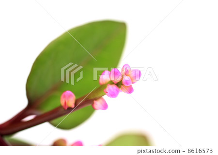 Tsurumurasaki's flower 8616573