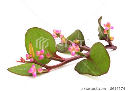 Tsurumurasaki's flower Tsurumurasaki's flower 8616574