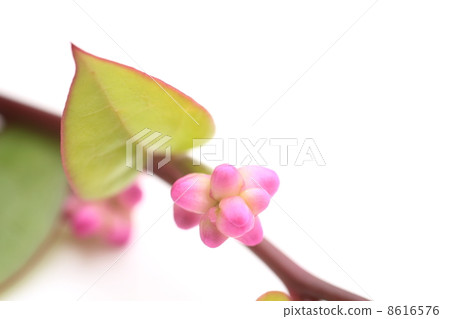 Tsurumurasaki's flower 8616576