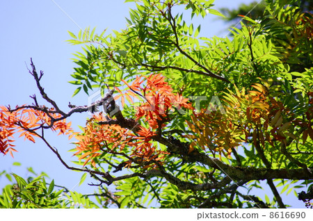  Nanakamado樹花語言：謹慎日本羅文的一棵樹 8616690