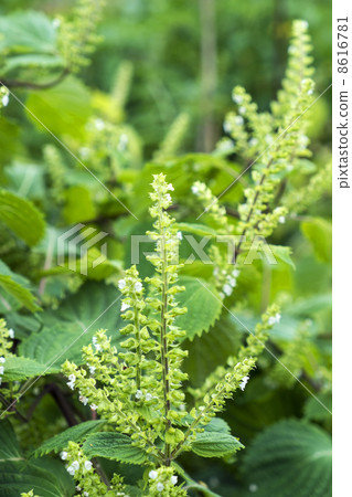 紫蘇花 紫蘇花 8616781