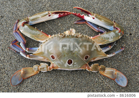 JANOME Gizami 8616806