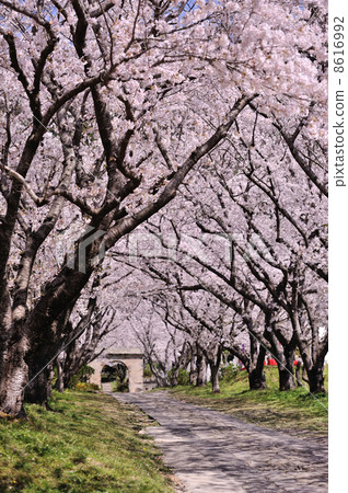 Cherry Arches 8616992