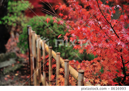 Autumn leaves 8616993