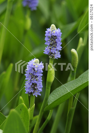 Pontedera · Cordarta 8617024