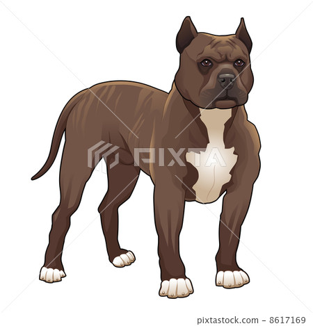 Pitbull. Pitbull. 8617169