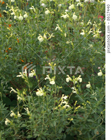 櫻桃鼠尾草（奶油黃） 8617440