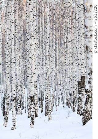 Winter birch forest, january 8618220