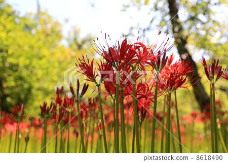 Cluster amaryllis Cluster amaryllis 8618490