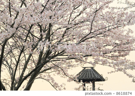 Cherry blossoms in full bloom and the castle tower of Karako ruins 8618874
