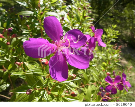 Novotan (Cote d'Azur) Novotan (Cote d'Azur) 8619040