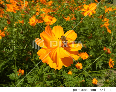 Bee on beef cubs 8619042