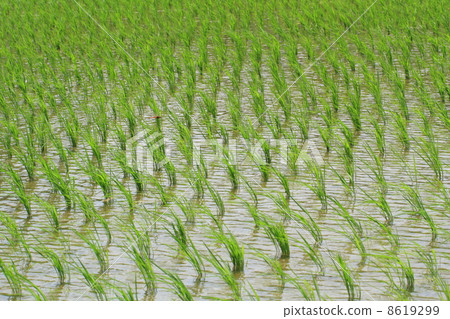 Wind over the rice field Wind over the rice field 8619299