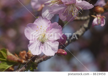 Sakura Sakura 8619450