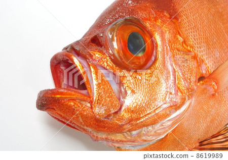 Chikamekintoki 8619989