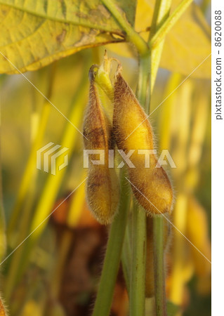 豌豆 豌豆 8620088