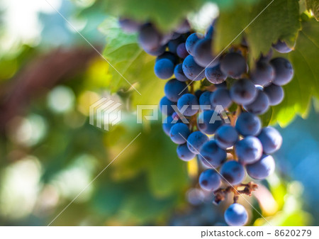 grape bunch, very shallow focus 8620279