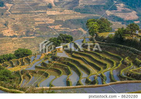 Rice terraces of Yuanyang, Yunnan, China Rice terraces of Yuanyang, Yunnan, China 8620280