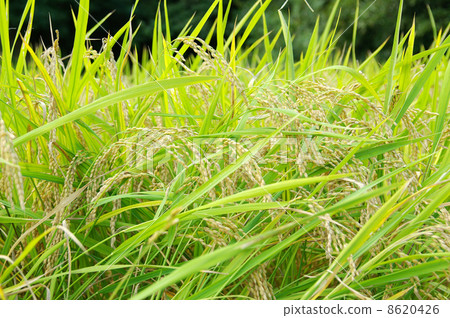 Rice field Rice field 8620426